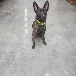 xDutch Shepherd All Grown Up from We Like it Ruff Working K9 Breeding and Training