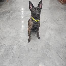 xDutch Shepherd All Grown Up from We Like it Ruff Working K9 Breeding and Training