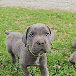 Fairy - Gray female Cane Corso puppy in Roachdale, Indiana from Cast Iron Kennels
