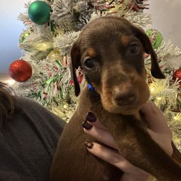 Blue Collar - Red and rust male Doberman Pinscher puppy in New Haven, Indiana from Desire Dobermans