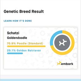 Goldendoodle Puppies from Chrissydoodles