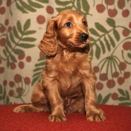 Brooke - Red female Australian Labradoodle puppy in Stanwood, Washington from Victoria Creek Australian Labradoodles