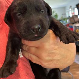 Baloo - Black male Labrador Retriever puppy in Arlington, Iowa from Uncle Bucks Labrador Retrievers