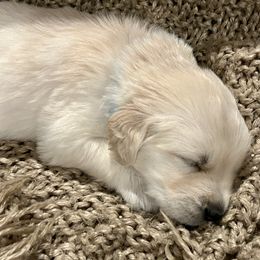 Golden Retriever Puppies from Oakland County Goldens