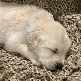 Golden Retriever Puppies from Oakland County Goldens