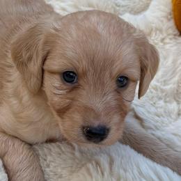 Willie - Red male Aussiedoodle puppy in Allardt, Tennessee from Hearth&Hound Doodles