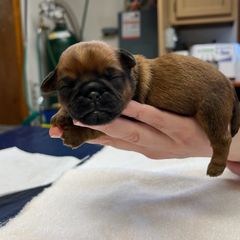 Brussels Griffon puppies from Last Knight Kennels and Greyhawk Kennels