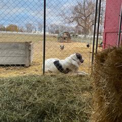Armenian Gampr and Boxer All Grown Up from Moonlite Boxers N Gamprs