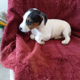 Boy tri - Tri-colored male Parson Russell Terrier puppy in Phelan, California from Heather's Puppies