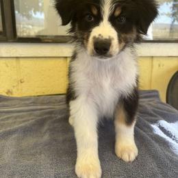 Australian Shepherd Puppies from Al Sira Australian Shepherds