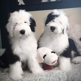 Old English Sheepdog Puppies from Whimzy Old English Sheepdogs