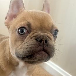 French Bulldogs from AVM Frenchies