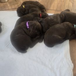 Boykin Spaniel Puppies from Heather Schroeder