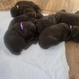 Boykin Spaniel Puppies from Heather Schroeder