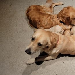 Golden Retriever Puppies from Sims Golden Retrievers