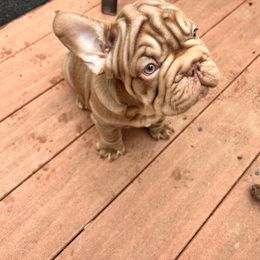 French Bulldog All Grown Up from Kallie’s Kennel