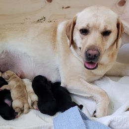 Labrador Retriever Puppies from Blue Sky Labradors