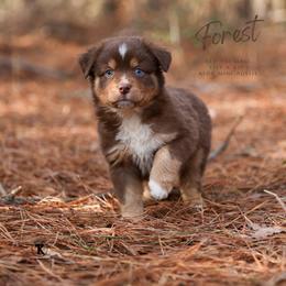 Forest - RTM - Red tri male Miniature Australian Shepherd puppy in Nacogdoches, Texas from TK Standard, Mini, & Toy Aussies