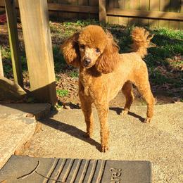 Fancy - Poodle