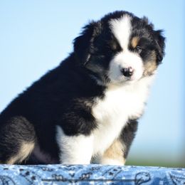 Miniature American Shepherd Puppies from Bandana Kennel