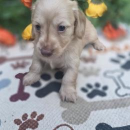 Peg - Cream female Dachshund puppy in Grant, Michigan from Low Down Dashchuand