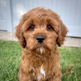 Skywalker - Red male Cavapoo puppy in Bountiful, Utah from PJs Puppy Love