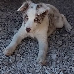 Border Collie Puppies from Bond Border Collies