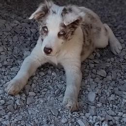 Border Collie Puppies from Bond Border Collies