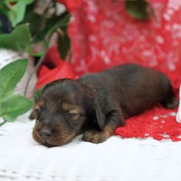 PASCO - Reserved - Red male Dachshund puppy in Graceville, Florida from Misty's 101 Doxies
