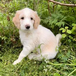 Max - Parti male Goldendoodle puppy in Cherry Creek, New York from Doodles Pups of NY