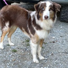 Willow - Australian Shepherd
