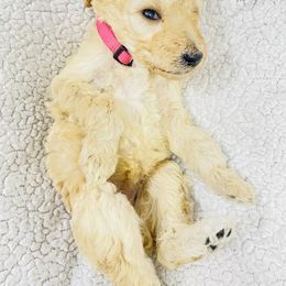 Poodle Puppies from Agape Standard Poodles