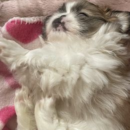 Pekingese Puppies from Della Serra Pekingese