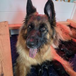 Prescott - Black and red male German Shepherd puppy in Columbus, Indiana from Stony Lonesome GSD