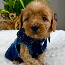 Cherish - Red female Cavapoo puppy in Huntington, West Virginia from McCloud’s Poodles & Doodles