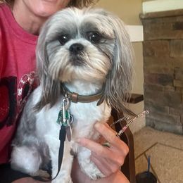 Rocky - Shih Tzu