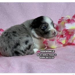 Perwinkle - Blue merle female Australian Shepherd puppy in Bethany, Connecticut from Wynter Thyme Manor Australian shepherds