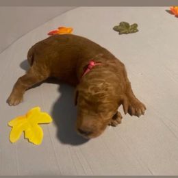 Holly - fuchsia collar - Apricot female Goldendoodle puppy in Brea, California from Dhalia’s Doodles