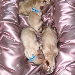 Shih Tzu puppies from Sugarcoat Shih Tzu