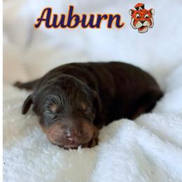 Auburn - Black phantom female Aussiedoodle puppy in High Point, North Carolina from Kingsfield Doodles