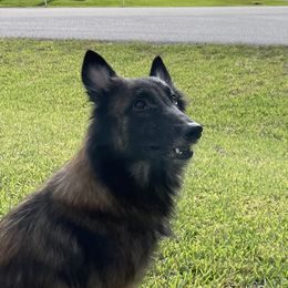 Jewl - Belgian Malinois