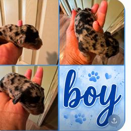 Dapple boy - Dapple male Dachshund puppy in Michigan from Amberly's Dachshunds