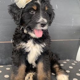 Aussiedoodles and Goldendoodles from Hickory Lane Doodles