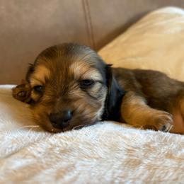 Honey's Girl - Cream female Dachshund puppy in Jonesboro, Illinois from Twin Hills Dachshunds