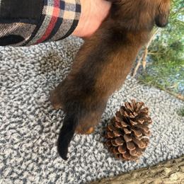 Lacy - Red female Dachshund puppy in Mountain Home, Arkansas from Furry Friends Kennel