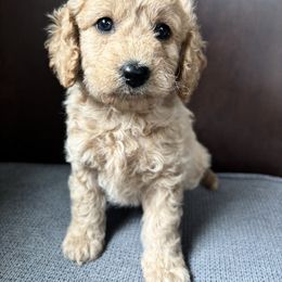 Light Blue - Apricot female Goldendoodle puppy in Memphis, Michigan from Kevin Williams
