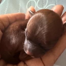 Girl 3 - Black gold and white female Shorkie puppy in Florida from Shorkie Land