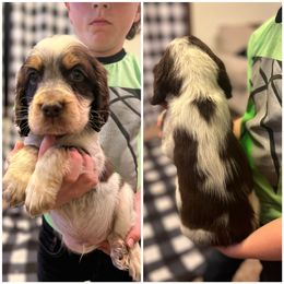 George jones - English Springer Spaniel puppy in Clinton, Missouri from Twin Ridge Springers