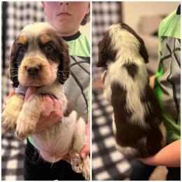 George jones - English Springer Spaniel puppy in Clinton, Missouri from Twin Ridge Springers