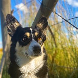 Pembroke Welsh Corgis from Boekel Farms Corgis